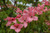 Scarlet Fire Flowering Dogwood (Cornus kousa 'Rutpink' 0929.5) #5 