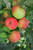 Honeycrisp Apple (Malus 'Honeycrisp' 0267.8SD) #10 SEMIDWF
