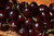 Stella Cherry (Prunus avium 'Stella' 0434.8) #10 