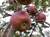 WINECRISP APPLE  #10   (Malus domestica ‘Co-op31')