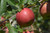 WineCrisp Apple (Malus 'Co-op31' 0214.8SD) #10 SEMIDWF