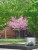 Eastern Redbud  (Cercis canadensis (tree form))  #3