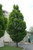Pyramidal European Hornbeam (Carpinus betulus 'Fastigiata' 0123.968) #15 8'