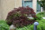 Red Dragon Japanese Maple (Acer palmatum 'Red Dragon' ) #5