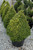 Green Mountain Boxwood (pyramid form) (Buxus 'Green Mountain (pyramid)' 2850.3PY) #3 PYRAMID
