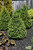 Green Mountain Boxwood (pyramid form) (Buxus 'Green Mountain (pyramid)' 2850.3PY) #3 PYRAMID
