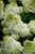 Little Hottie Hydrangea (Hydrangea paniculata 'BAILPANONE' 1578.3) #3 