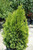 Highlights Arborvitae (Thuja occidentalis 'Janed Gold' 2223.318) #3 18-24"
