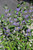 Beyond Midnight Caryopteris (Caryopteris x clandonensis 'CT-9-12' 1764.3PW) #3 PWINNER