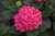 Summer Crush Hydrangea (Hydrangea macrophylla 'Bailmacfive' 1844.3) #3 