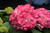 Summer Crush Hydrangea (Hydrangea macrophylla 'Bailmacfive' 1844.5) #5 