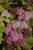 Double Play Big Bang Spirea (Spiraea 'Tracy' 1356.3PW) #3 PWINNER