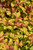 Double Play Big Bang Spirea (Spiraea 'Tracy' 1356.3PW) #3 PWINNER