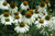 White Swan Coneflower (Echinacea purpurea 'White Swan' 4319.1) #1 