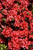 STEWARTSTONIAN AZALEA (Rhododendron 'Stewartstonian') #3