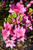 Tradition Azalea (Rhododendron 'Tradition') #3