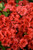 Girard's Hot Shot Azalea (Rhododendron 'Girard's Hot Shot') #3