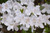 Delaware Valley White Azalea (Rhododendron 'Delaware Valley White') #3