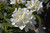 'CHIONOIDES' RHODODENDRON ((Rhododendron catawbiense 'Chionoides') #3
