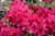 RHODODENDRON 'NOVA ZEMBLA' #3
