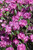 RHODODENDRON 'P.J.M.'  #3