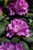 Roseum Elegans Rhododendron (Rhododendron catawbiense 'Roseum Elegans') #3