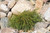 Whipcord Arborvitae (Thuja plicata 'Whipcord' 2253.2) #2 