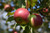KinderKrisp Apple (Malus 'KinderKrisp' 0330.8SD) #10 SEMIDWF