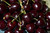 Bing Cherry (Prunus avium 'Bing' 0447.8) #10 