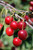 Northstar Cherry (Prunus 'Northstar' 0406.8) #10 