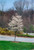 Cumulus Serviceberry (Amelanchier laevis 'Cumulus' 0086.966) #15 6'