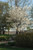 Cumulus Serviceberry (Amelanchier laevis 'Cumulus' 0086.966) #15 6'