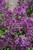 Bloomerang Dark Purple Lilac (Syringa 'SMSJBP7' 1451.9PS) #15 PW STD