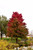 Red Sunset Red Maple (Acer rubrum 'Franksred' 0053021.) #25 1.5"