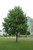 Tuliptree (Liriodendron tulipifera 0215.91+) #15 1.25"