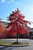 Pin Oak (Quercus palustris 0520.91+) #15 1.25"