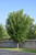 Princeton Elm (Ulmus americana 'Princeton' 0683.91+) #15 1.25"