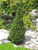 PICEA GLAUCA 'JEAN'S DILLY' #1