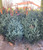 3-4' FRESH CUT CANAAN FIR TREE