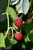 Meeker Raspberry (Rubus 'Meeker' 1808.1) #1 