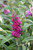 Miss Ruby Butterfly Bush (Buddleia davidii 'Miss Ruby' 1575.3PW) #3 PWINNER