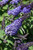Pugster Blue Butterfly Bush (Buddleia 'SMNBDBT' 1600.3PW) #3 PWINNER