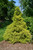 Golden Mop Falsecypress (Chamaecyparis pisifera 'Golden Mop' 2061.315) #3 15-18"
