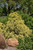 Golden Mop Falsecypress (Chamaecyparis pisifera 'Golden Mop' 2061.315) #3 15-18"