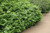 Rudy Haag Burning Bush (Euonymus alatus 'Rudy Haag' 1928.312) #3 12-15"