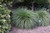Hameln Dwarf Fountain Grass (Pennisetum alopecuroides 'Hameln' 5256.2) #2 