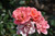 Coral Knock Out Rose (Rosa 'Radral' 7430.3) #3 