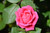 Pink Double Knock Out Rose (Rosa 'Radtkopink' 7240.3) #3 