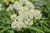 Ice Ballet Milkweed (Asclepias incarnata 'Ice Ballet' 5416.1) #1 