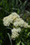 Ice Ballet Milkweed (Asclepias incarnata 'Ice Ballet' 5416.1) #1 